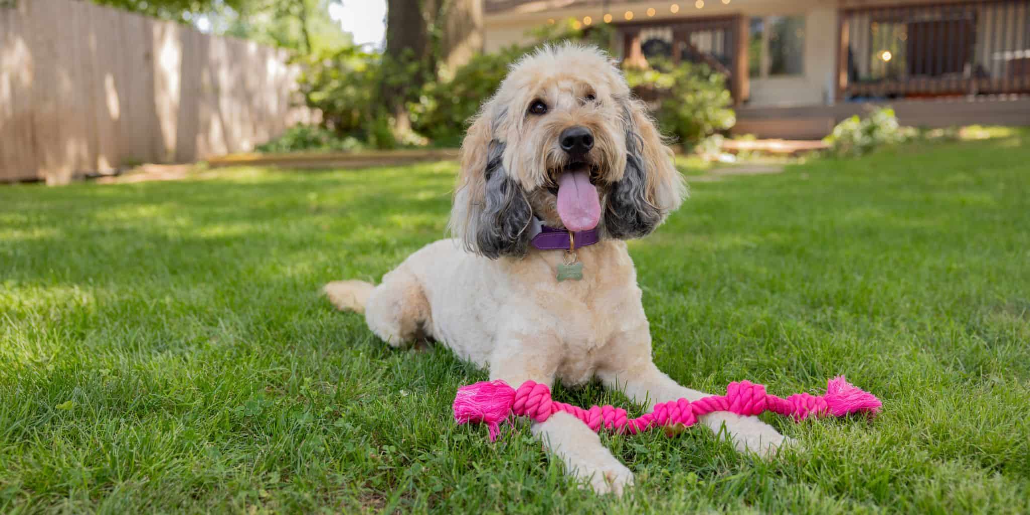 Fluffy dog with long ears lies on grass with a pink rope toy, wearing a purple collar in a sunny backyard.