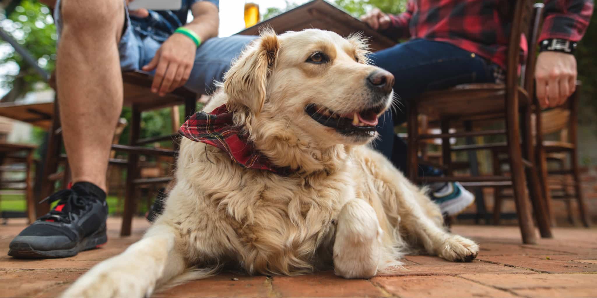 Golden retriever lying on a brick patio wearing a red plaid bandana, looking content with its mouth slightly open. The dog is surrounded by seated people at an outdoor table, suggesting a relaxed, pet-friendly setting.