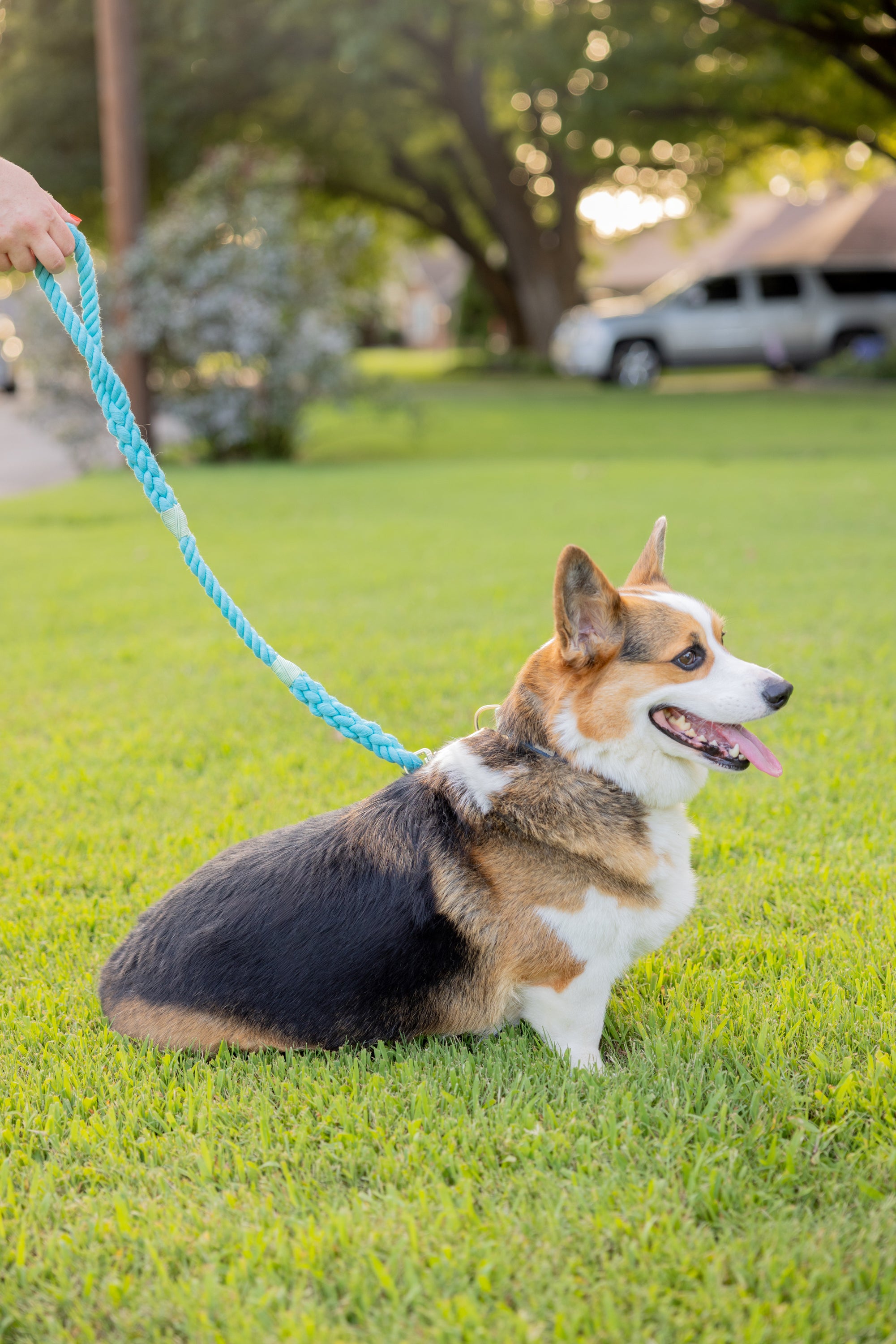Aqua Leash with Seafoam Whip - 27"