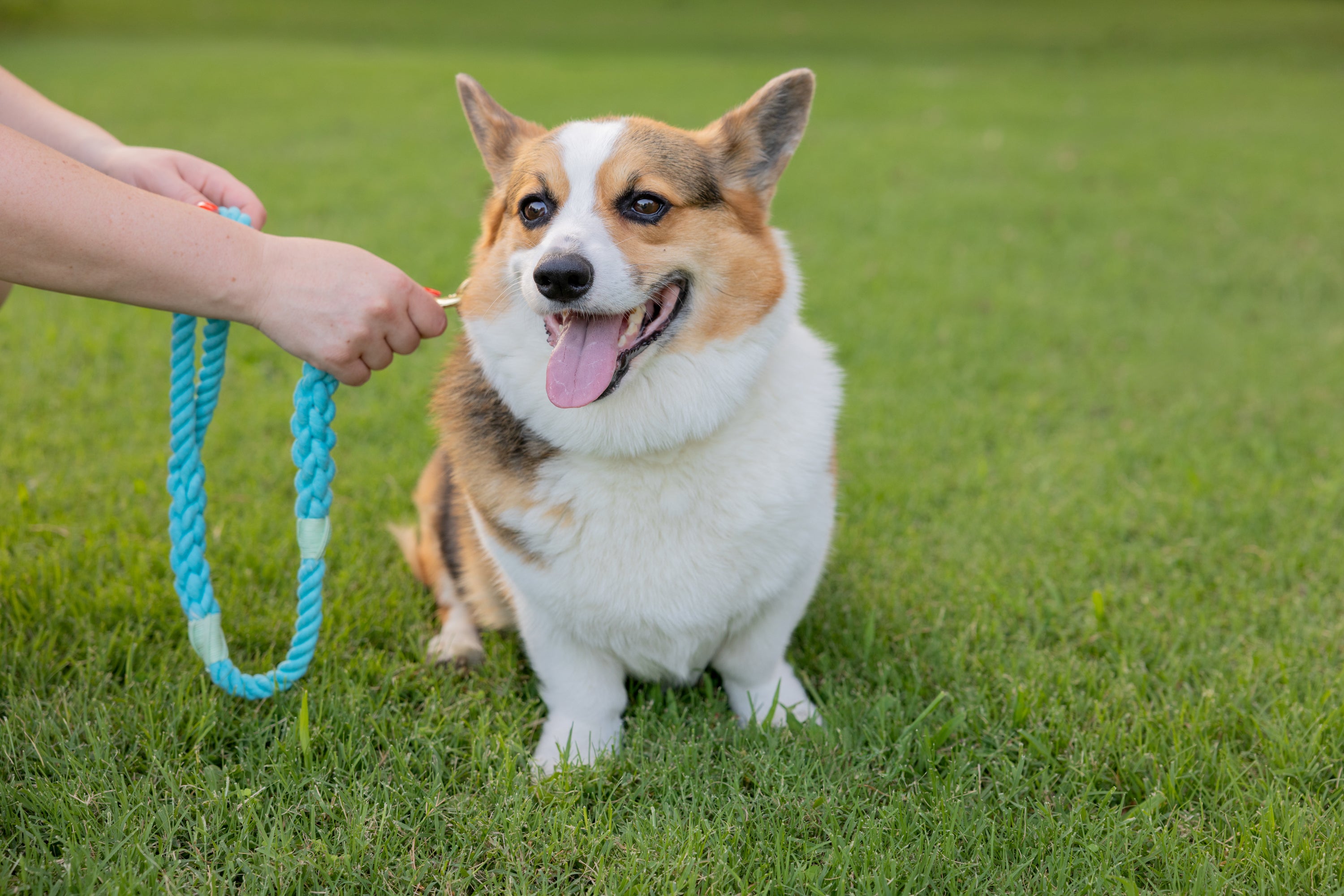Aqua Leash with Seafoam Whip - 27"