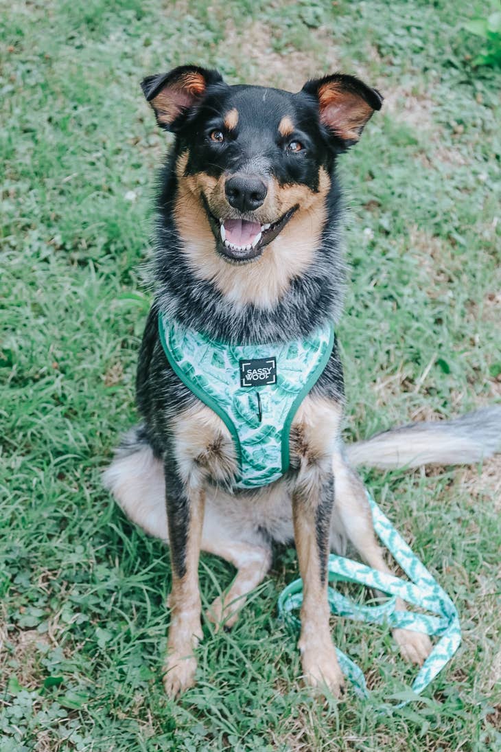 Adjustable Dog Harnesses