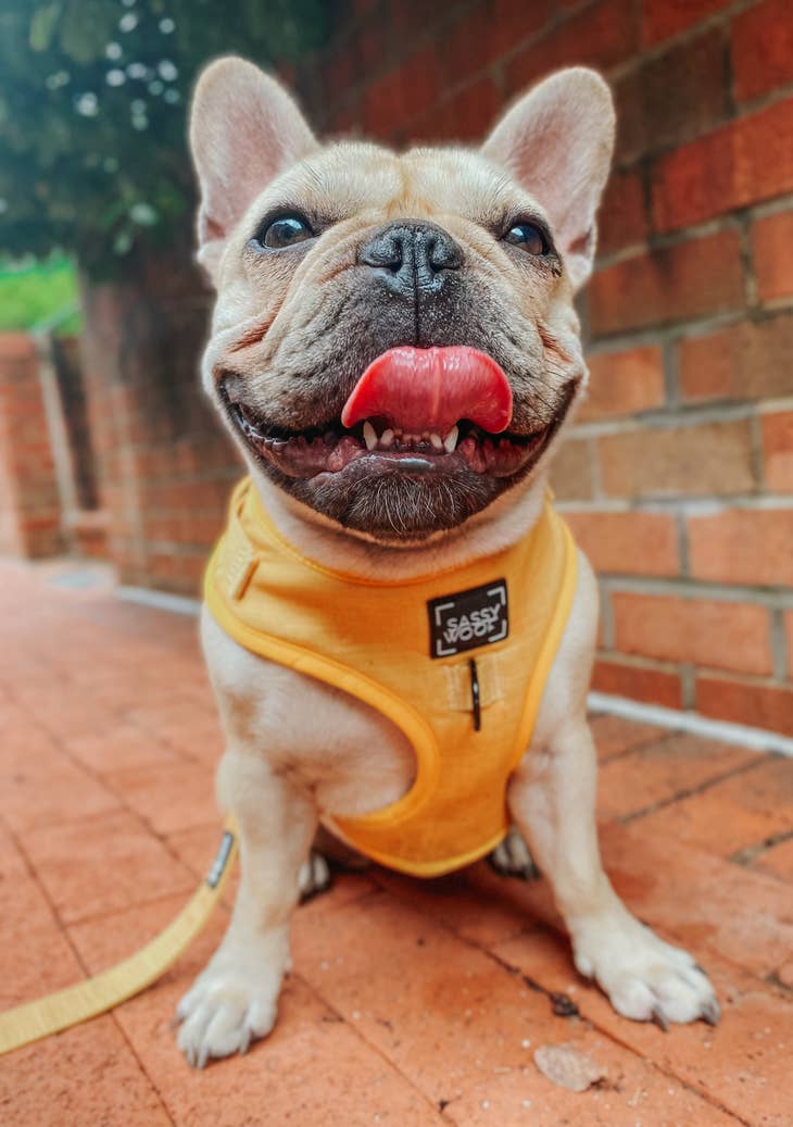 Adjustable Dog Harnesses