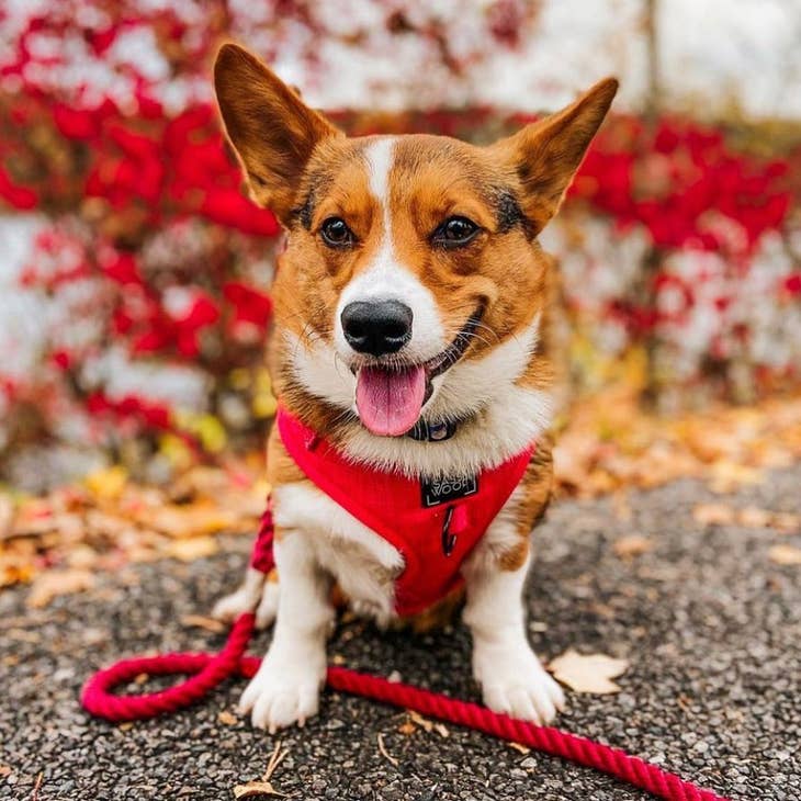 Adjustable Dog Harnesses