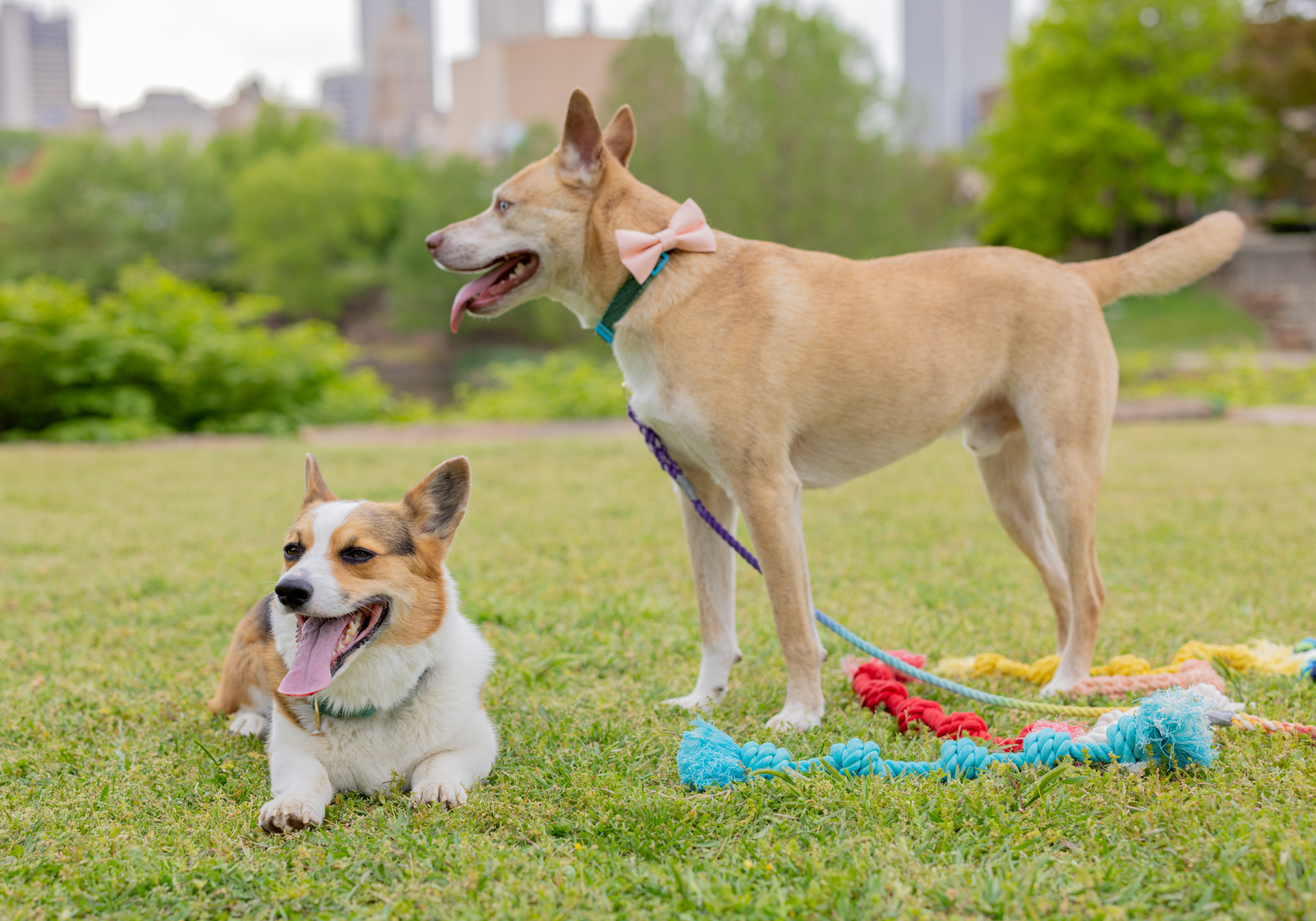 Two happy dogs relax in a grassy Tulsa park, with the city skyline in the background. A tan dog wearing a pink bow stands alert while a tricolor corgi lays down panting, surrounded by colorful rope toys from Knot Yours.