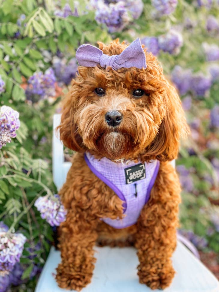 Adjustable Dog Harnesses