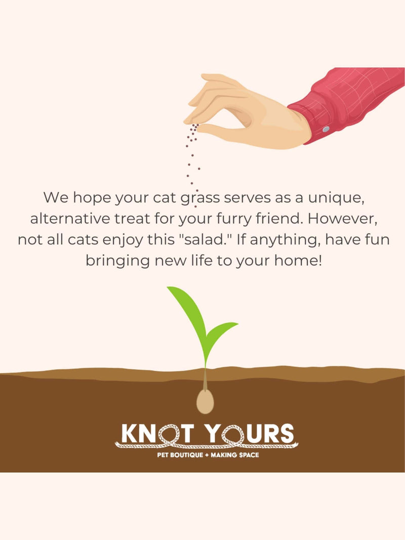 Illustrated message about planting cat grass with hand sowing seeds and sprouting plant, part of a cat grass growing kit guide.