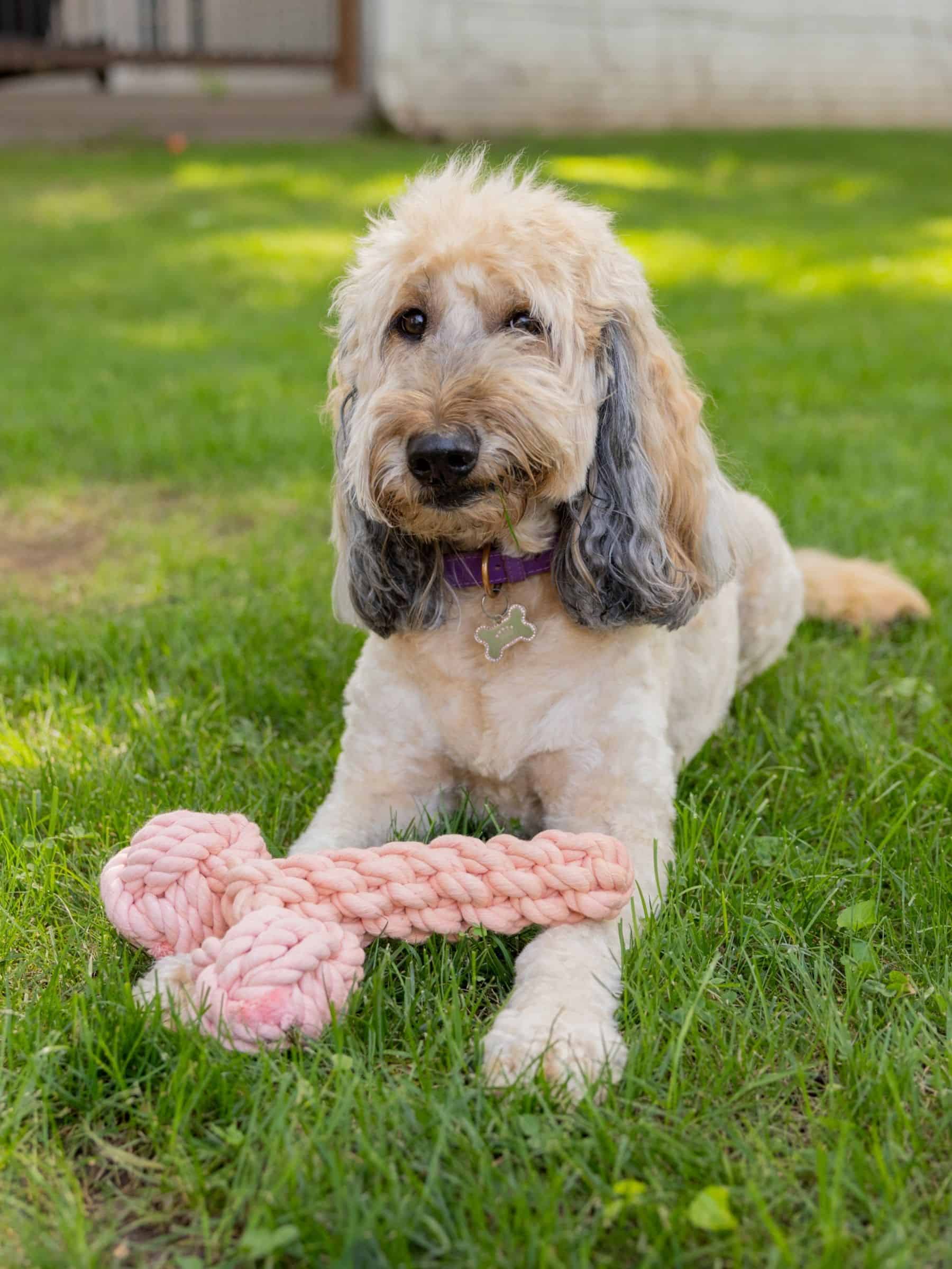 Dog lying on grass with a pink dick-shaped rope toy