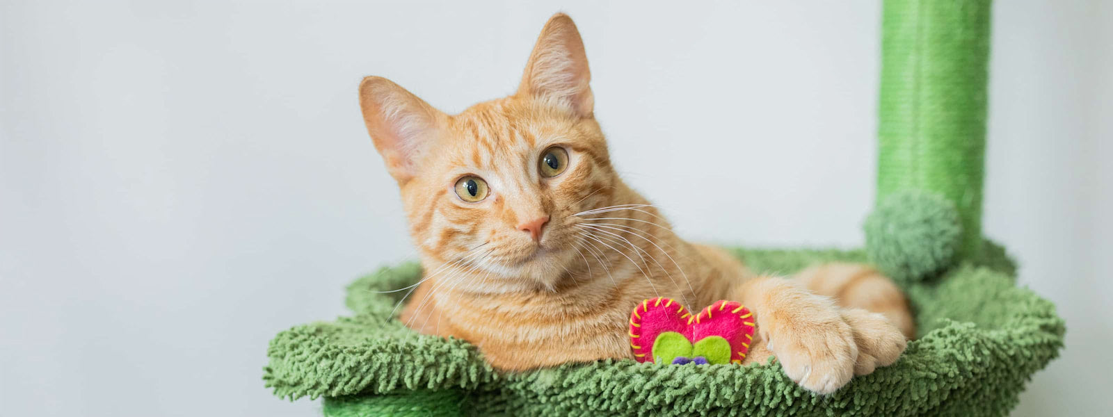 Orange tabby cat lounging on a fuzzy green cat perch with a pink and green heart-shaped Knot Yours felt toy, looking calmly at the camera.