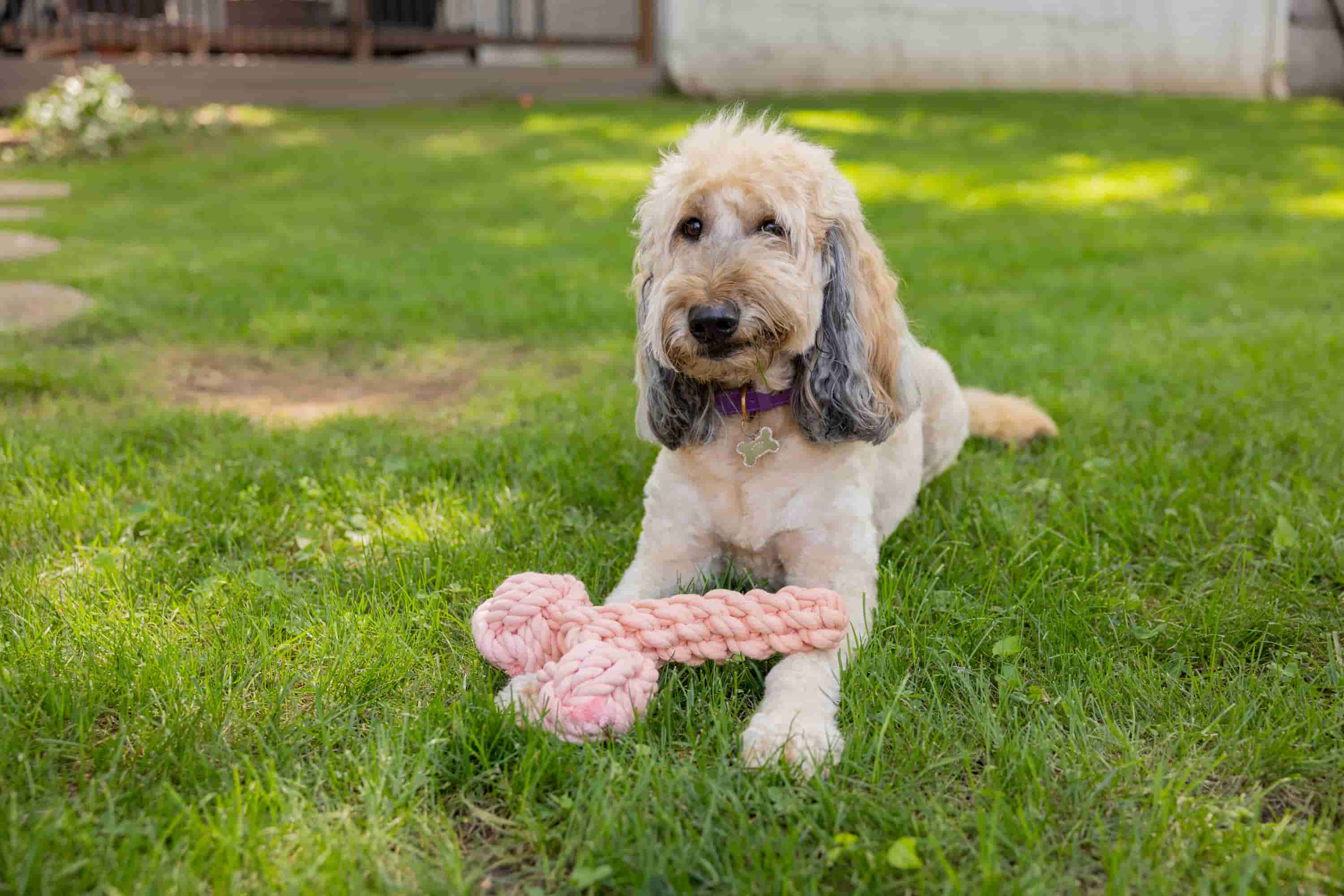 A light-colored dog lies on grass holding a pink phallus-shaped rope toy by Knot Yours, wearing a purple collar with a bone-shaped tag.