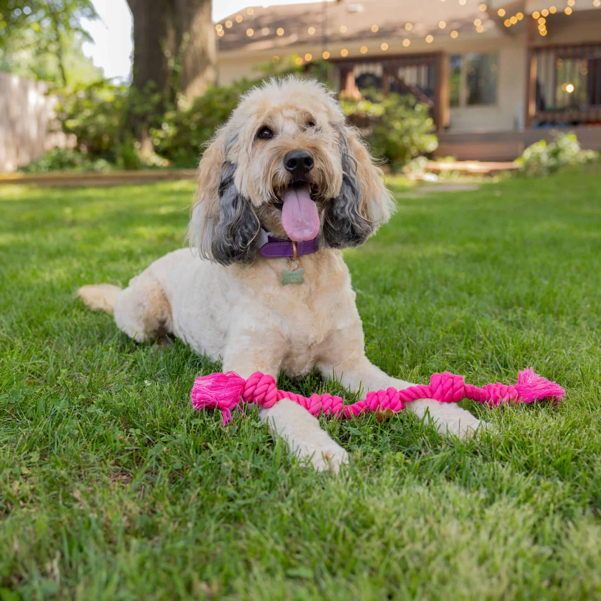 Small dog playing with the pink Little Gigantic rope toy on grass.