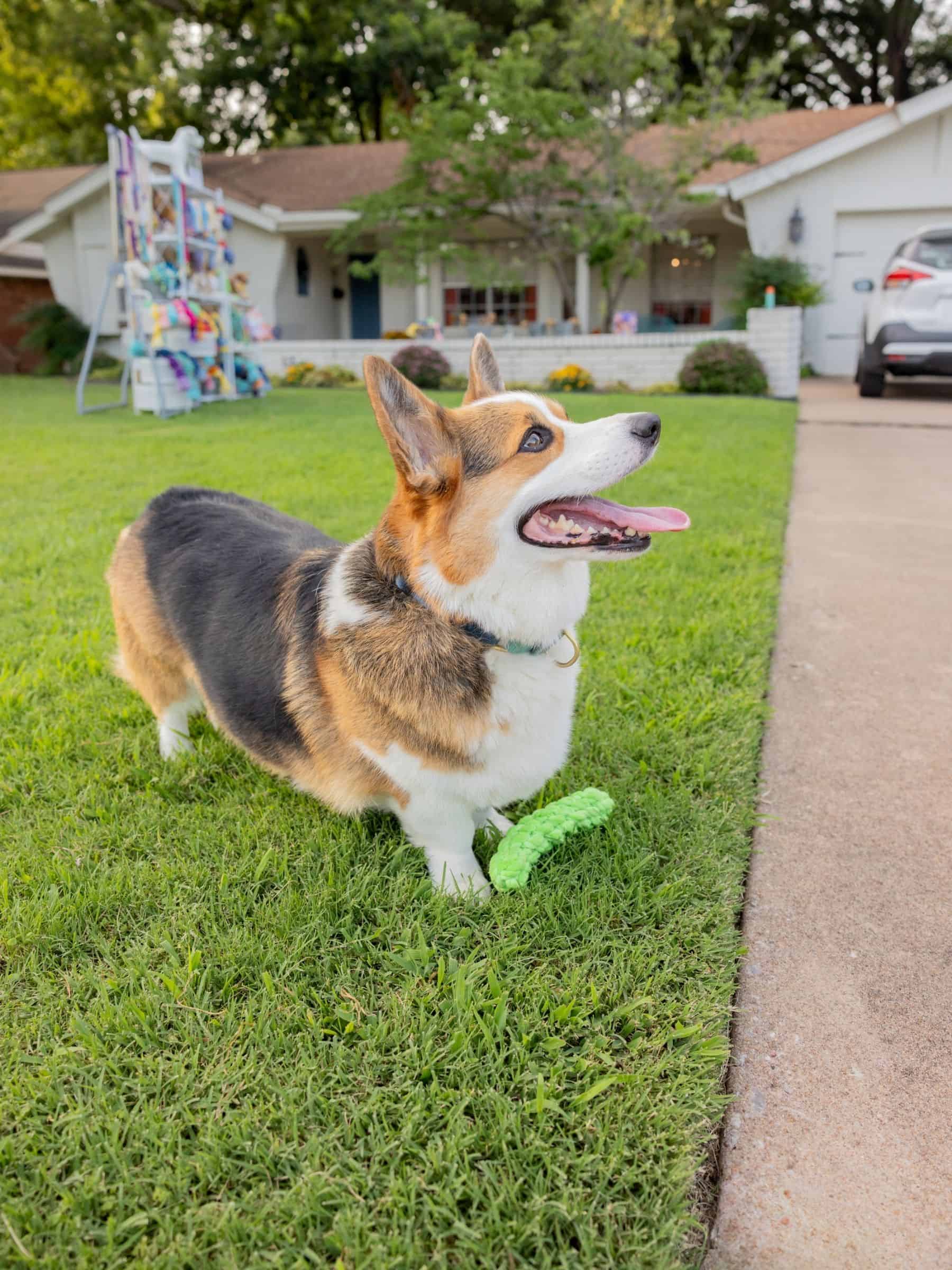 Corgi dog playing with a green rope pickle dog toy on grass in front of a house