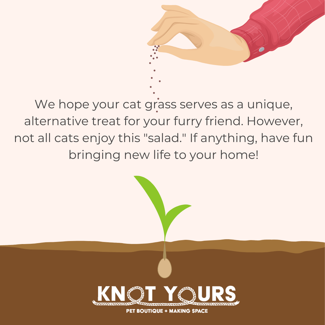 Plant-Your-Own Cat Grass