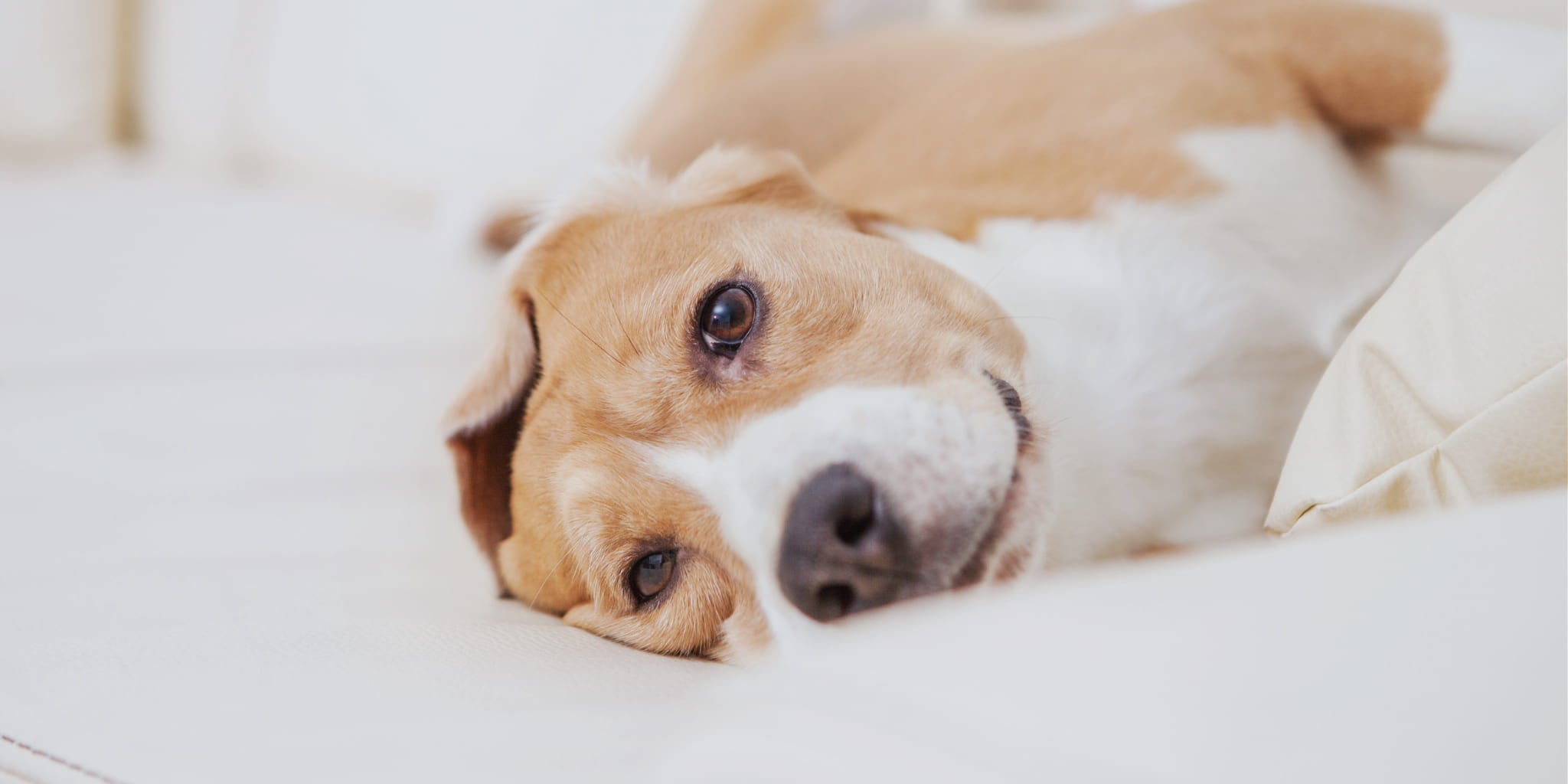 10 Dog-Friendly Hotels in Tulsa That Welcome You and Your Pup