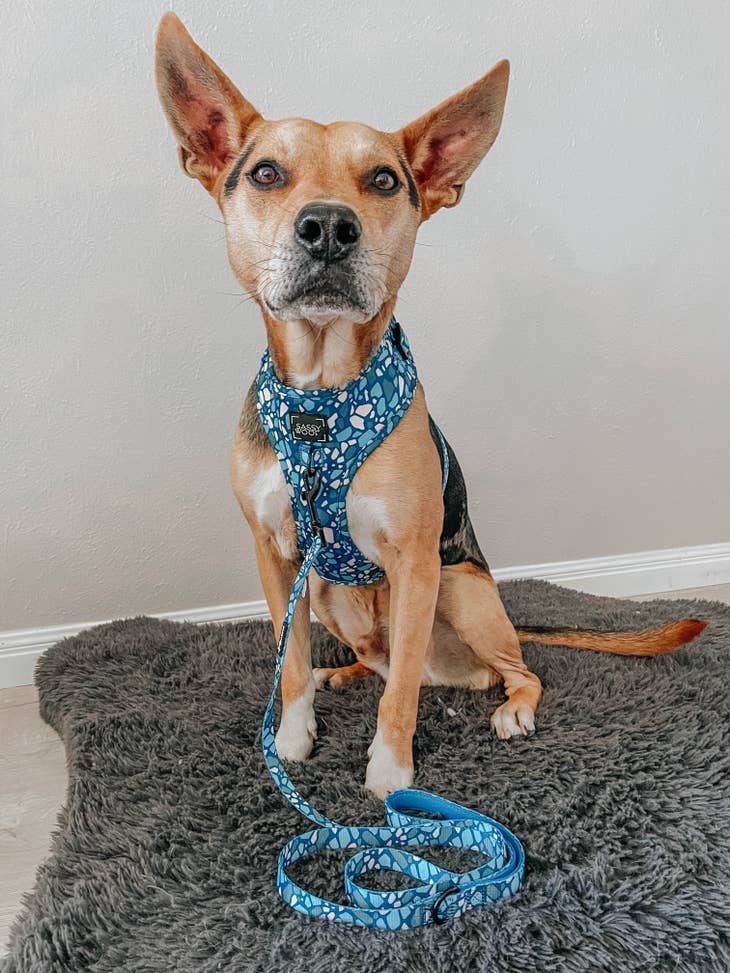 Adjustable Dog Harnesses