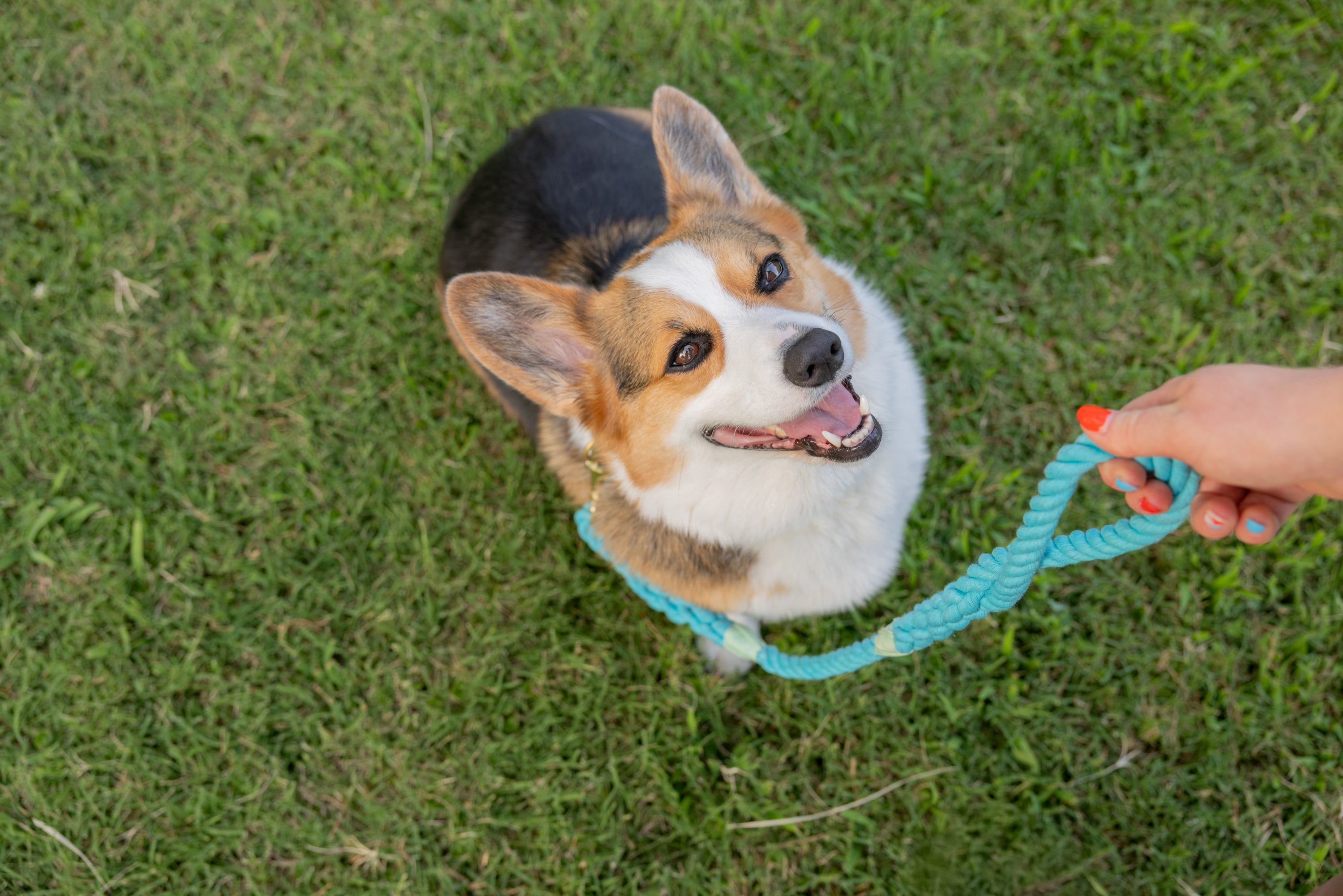 Aqua Leash with Seafoam Whip - 27"