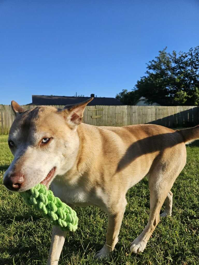 Pickle Rope Toy