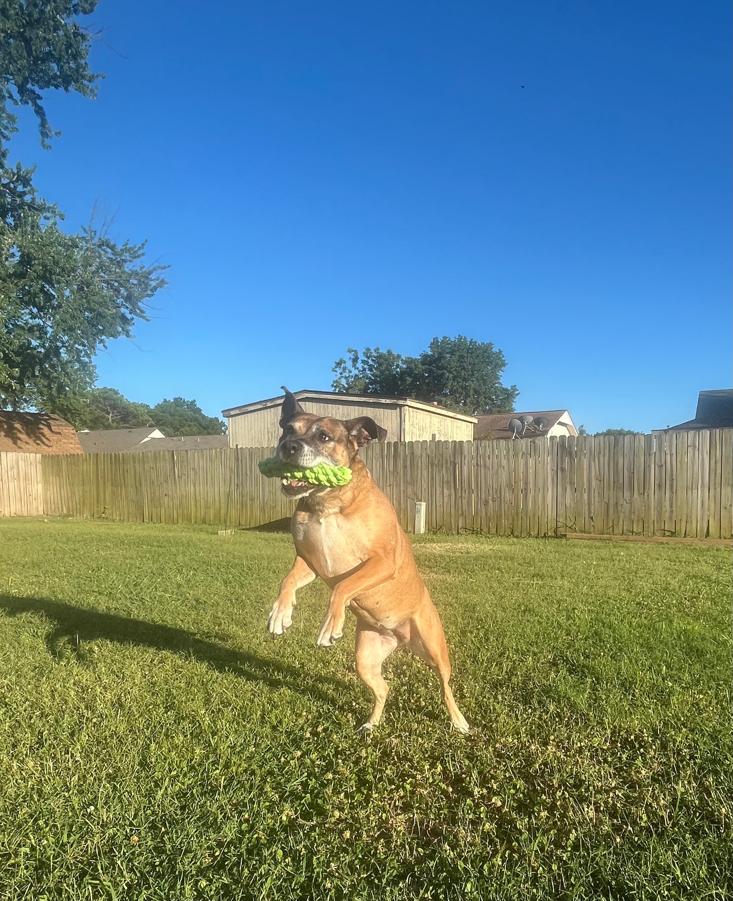 Pickle Rope Toy