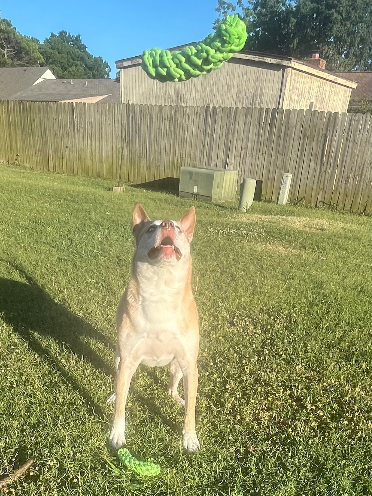 Pickle Rope Toy