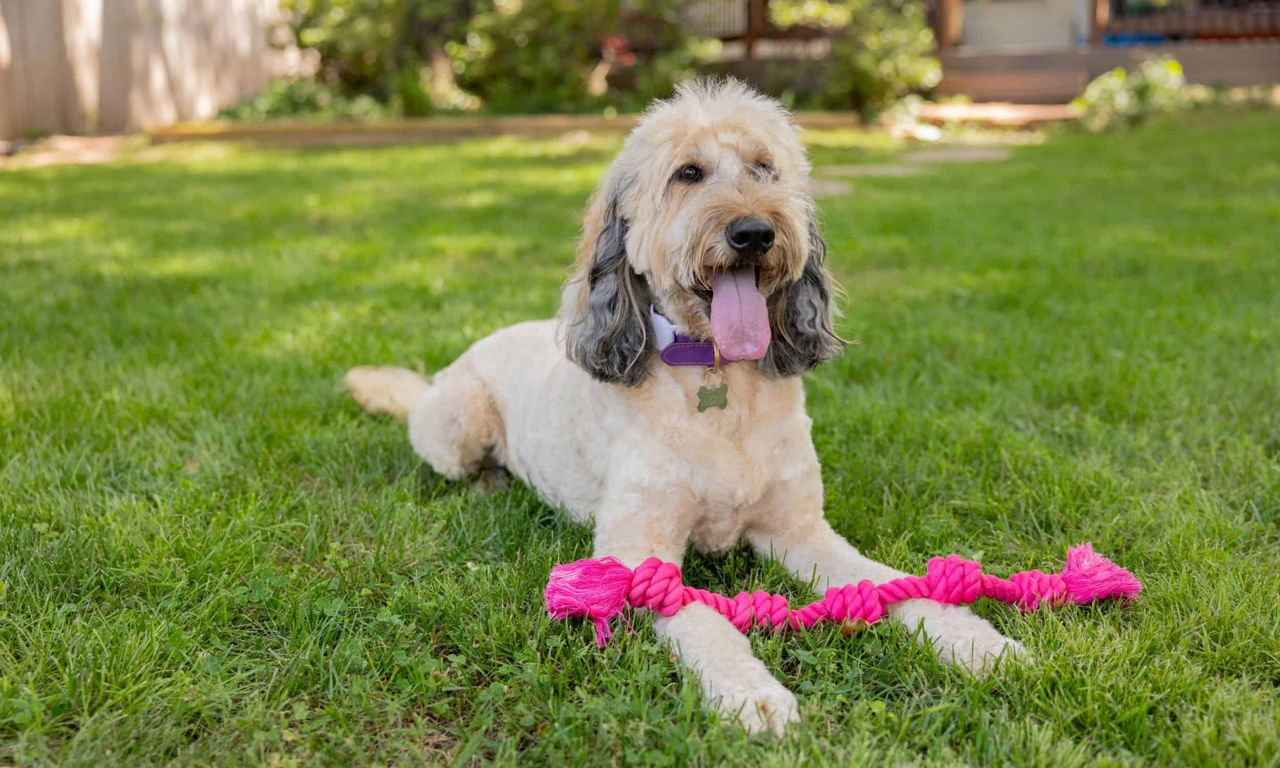 Dog lying on grass with a handmade pink knotted rope toy