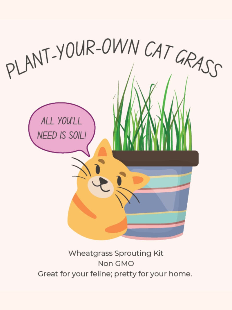 Illustrated plant-your-own cat grass growing kit with cartoon cat and striped pot, labeled non-GMO wheatgrass sprouting kit.