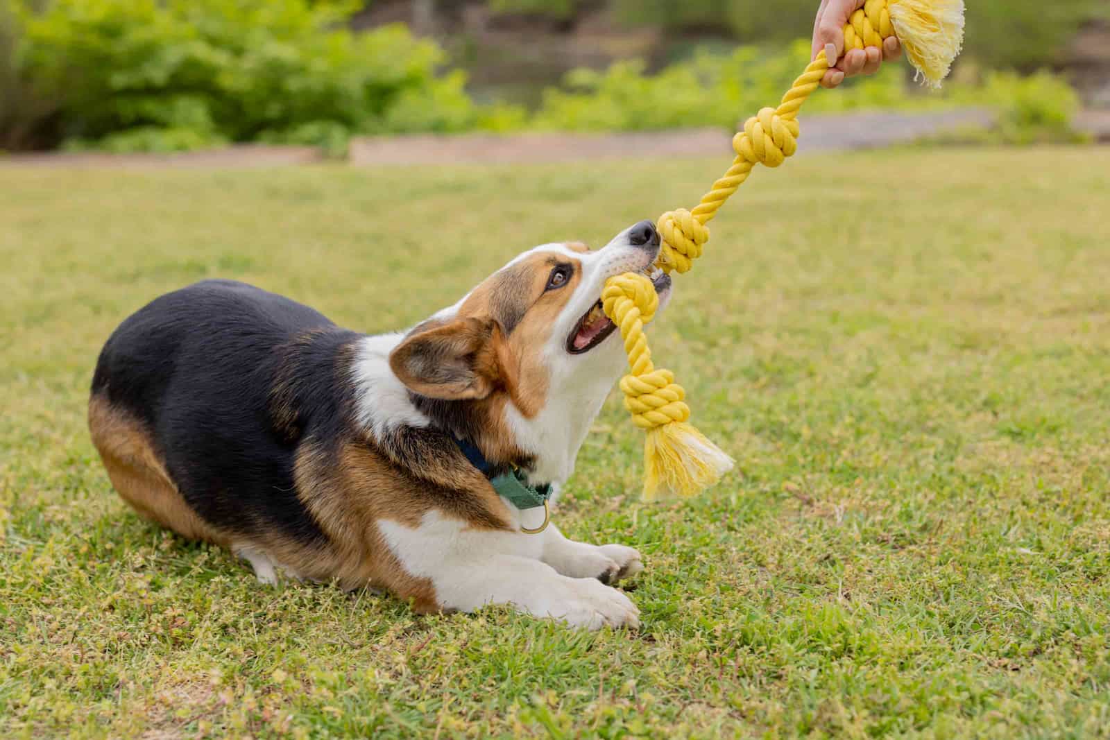 Corgi playing with a handmade yellow rope dog toy on the grass