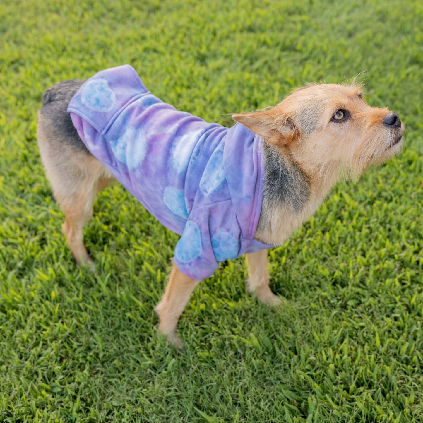 Pet Hoodie