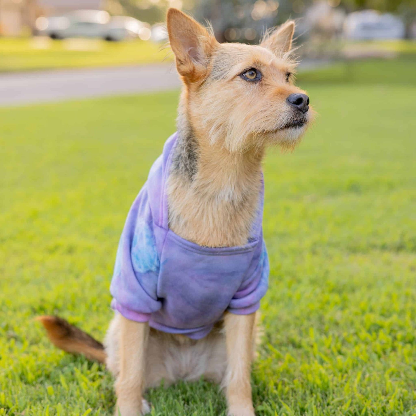 Pet Hoodie