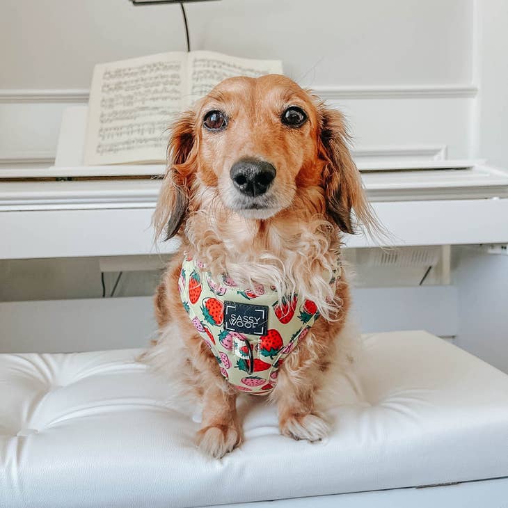 Adjustable Dog Harnesses