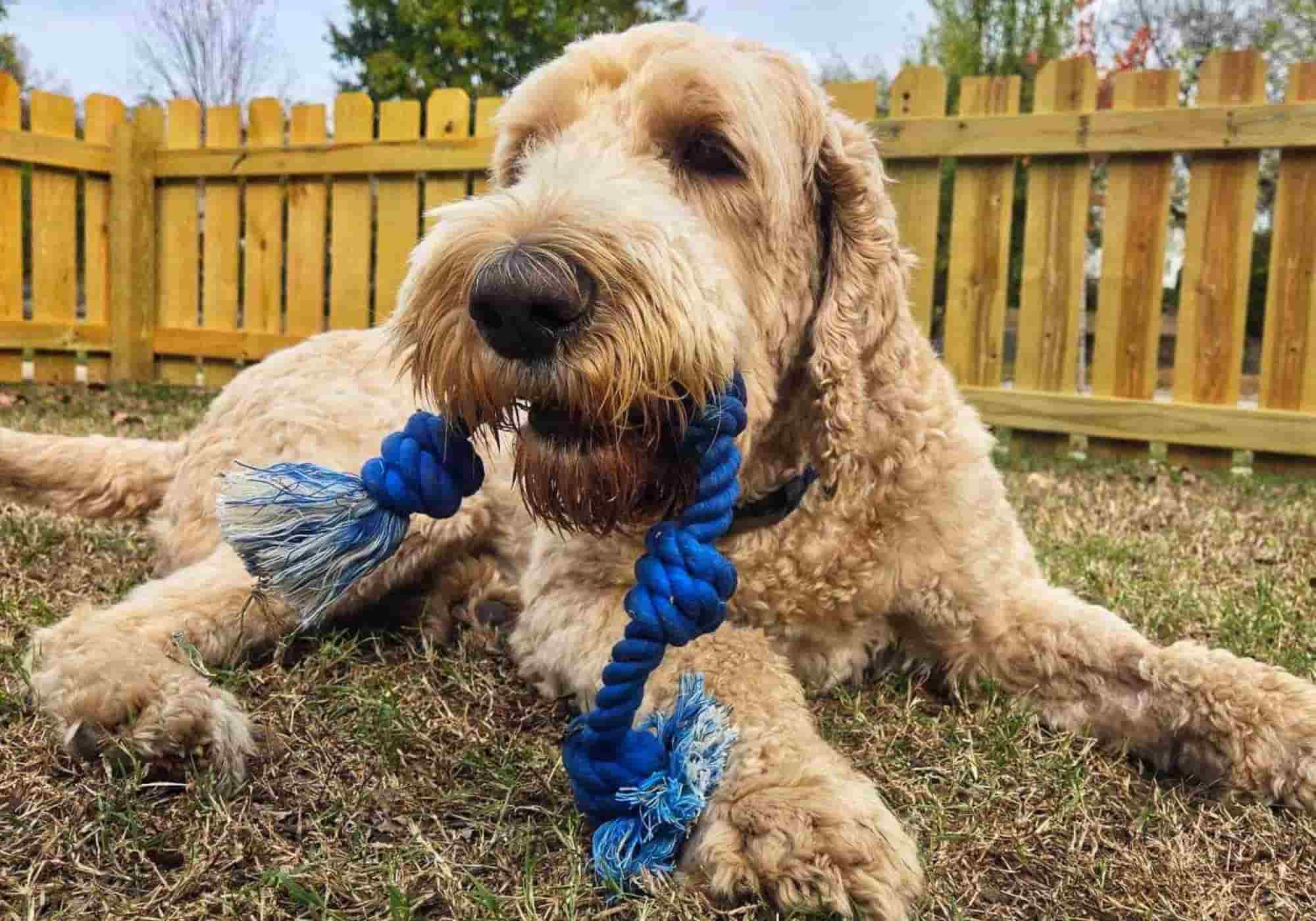 A Goldendoodle chewing on a durable blue rope dog toy from Knot Yours while laying on grass in a fenced backyard.