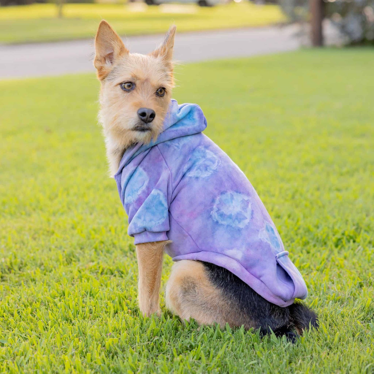 Pet Hoodie