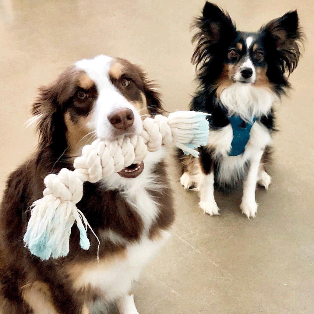 Workshop at Dogtopia! Knot Your Own Dog Toys