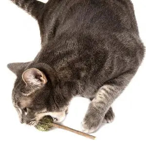 Fitness Lollipop Natural Cat Treats