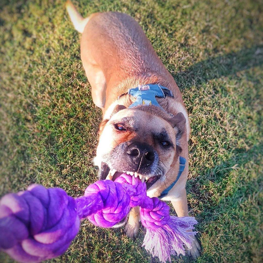 Little Gigantic Rope Toy